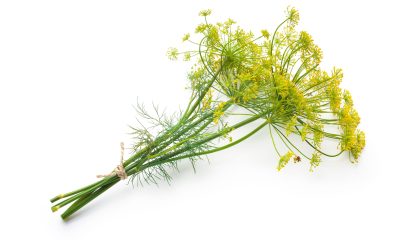 Bunch of fresh dill with flower isolated on white