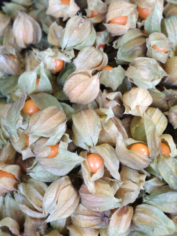 PHYSALIS 100G